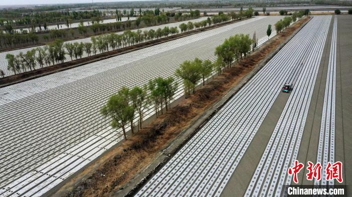 必赢新疆棉花产业升级：科技重塑生产链市场驱动新变革(图1)