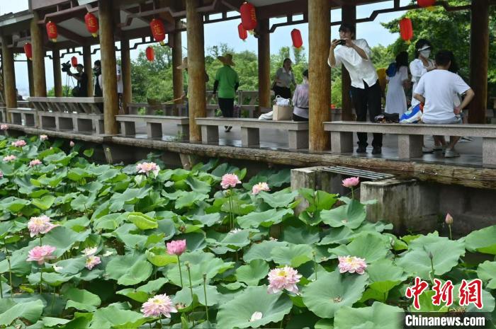 广州莲花山超1200种莲花、近600种睡莲珍品同台竞秀