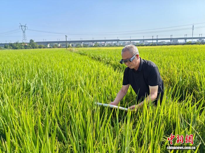 破解水稻防虫难题 湖南两项植保黑科技大面积推广应用