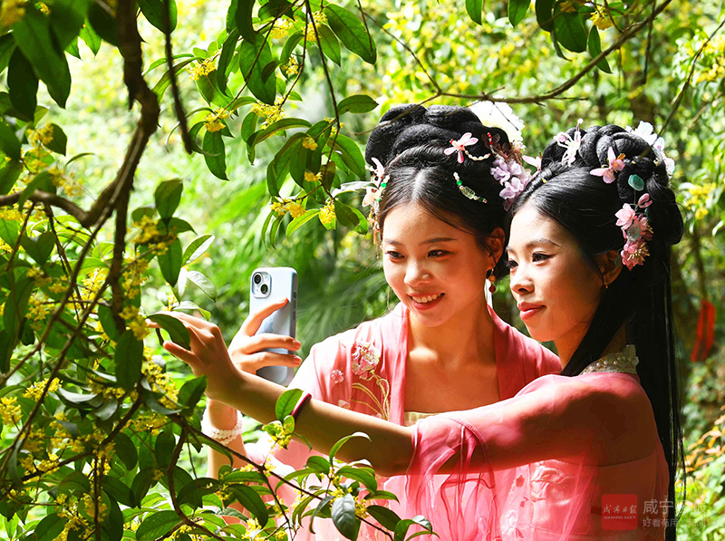 组图：桂花香里说丰年