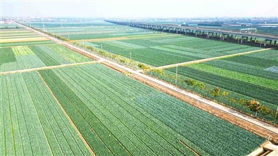 牢记嘱托 向“新”而行——嘉鱼县潘家湾镇蔬菜产业蝶变记