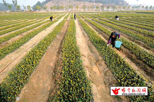 日前,通城县黄袍山油茶产业园苗圃基地工作人员正在进行苗木管理.