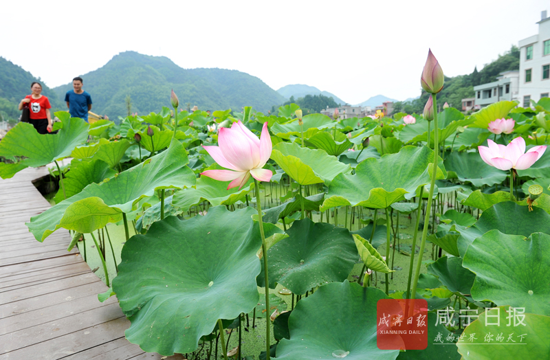 圖文：荷花映紅脫貧路