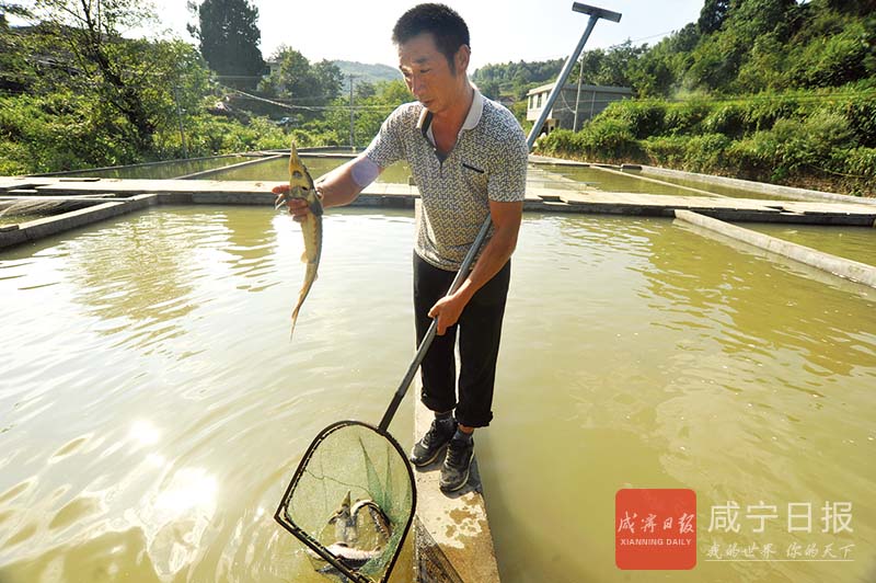 圖文：山泉養(yǎng)魚(yú)