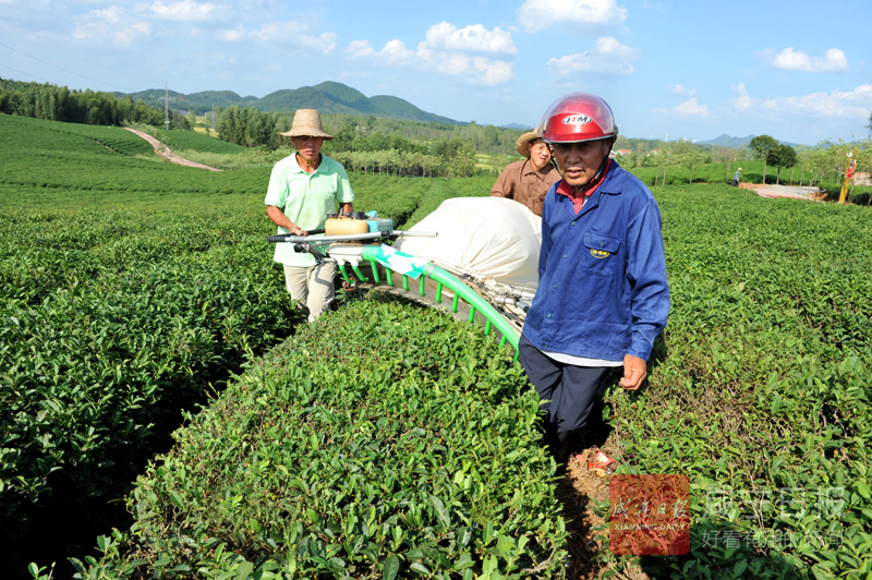 图文：收割秋茶