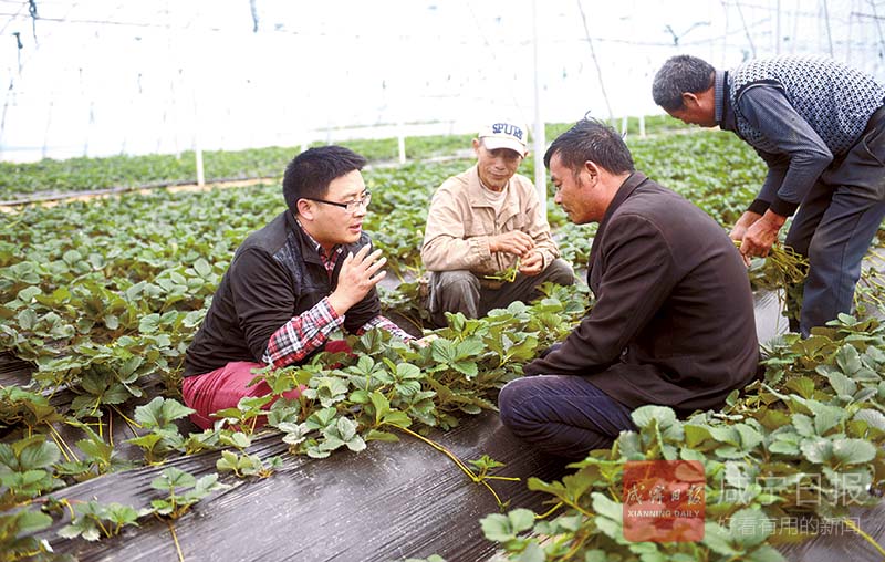 图文：送农技到田间