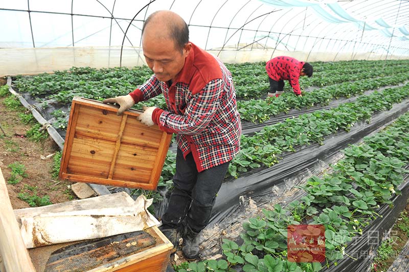 图文：新鲜！新鲜！草莓大棚养蜜蜂