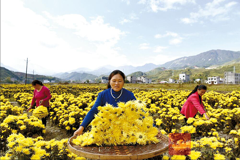 图文：菊花香溢扶贫路