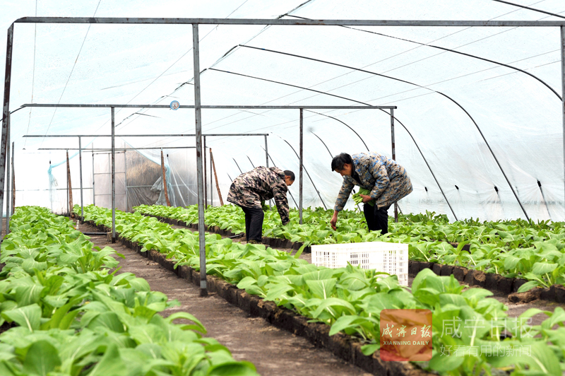 图文：无土蔬菜种植  助力精准扶贫