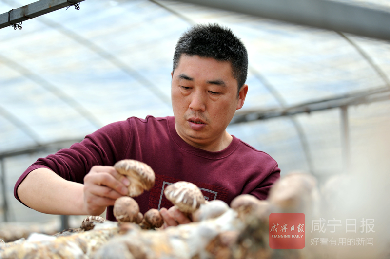 图文：香菇种植带农富