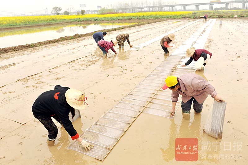 图文：生态育秧