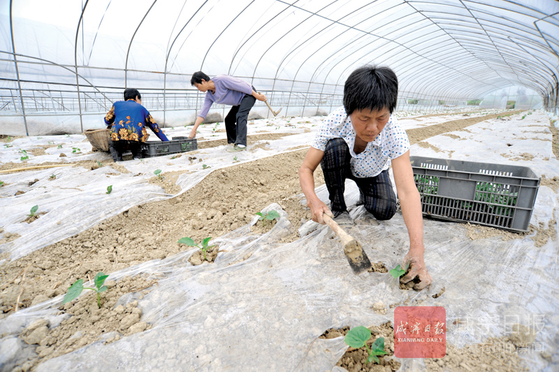 图文：蔬菜种植多元化