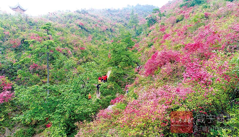 图文：杜鹃花开游人来