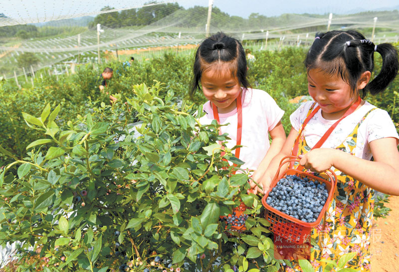 图文：旅游采摘助农增收