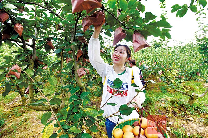 图文：梨园飘香采摘乐