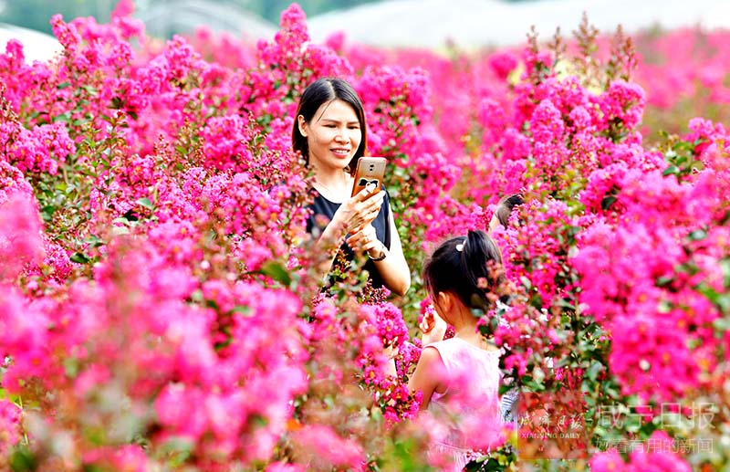 图文：紫薇花开引客来