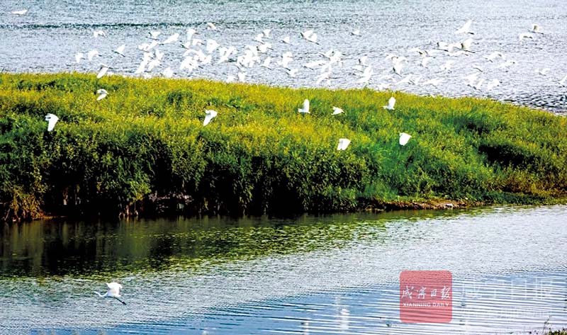 图文：富水湖国家湿地公园青山绿水白鹭飞