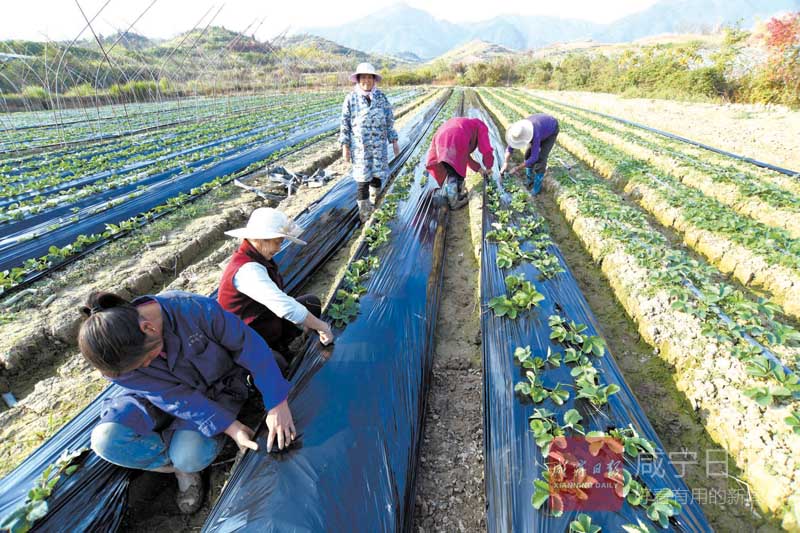 图文：通山县通羊镇沙堤村发展沿路经济