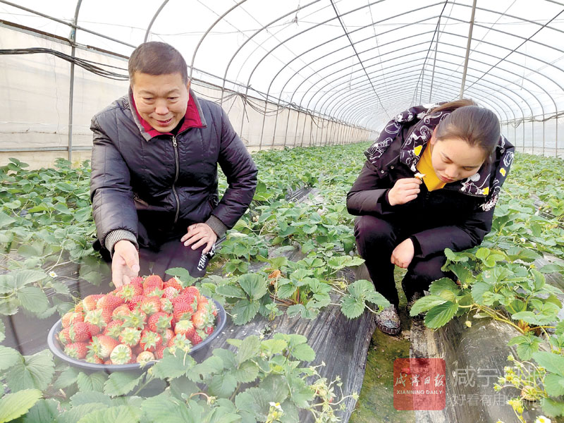 图文：冬季草莓正飘香