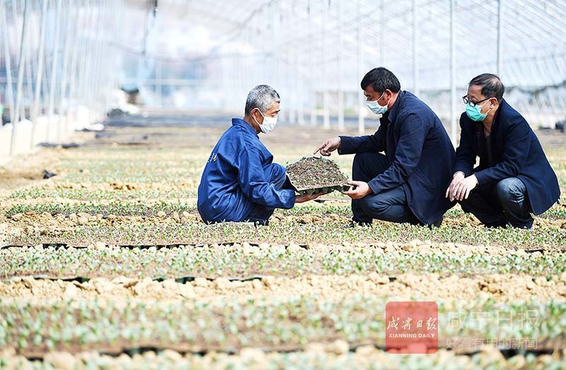 图文：传授技术服务春耕