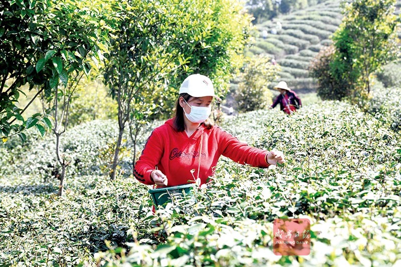 图文：春分时节采茶忙