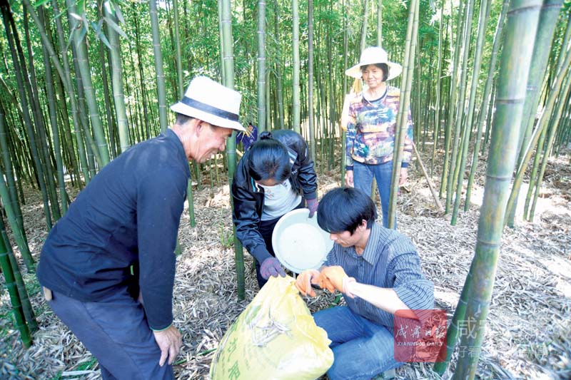 图文：栽下一片竹带富一方人