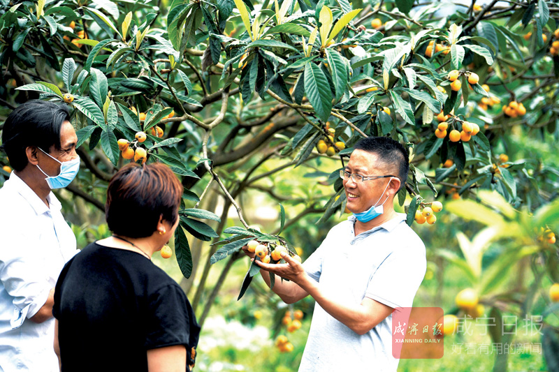 图文：传授枇杷管理技术