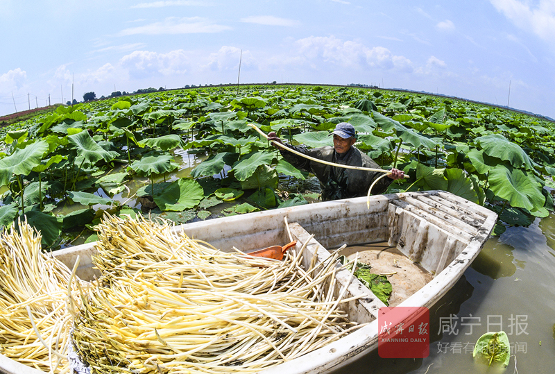 图文：西凉湖上藕带丰收