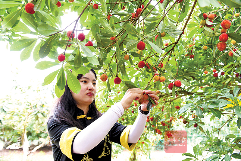 图文：400亩杨梅满枝头