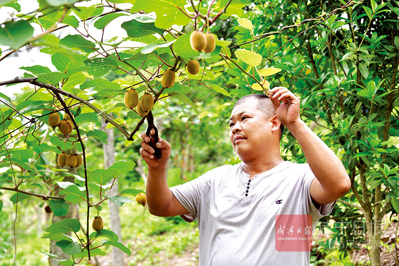 图文：开发荒山种果树