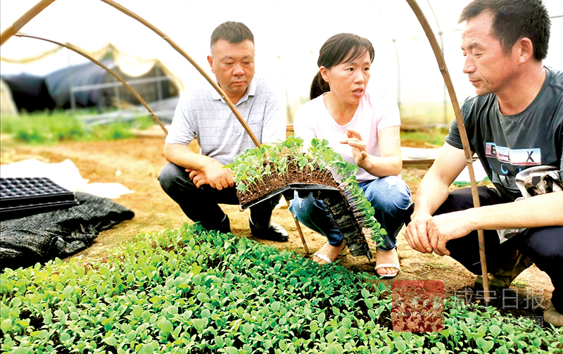 图文：传技保丰收