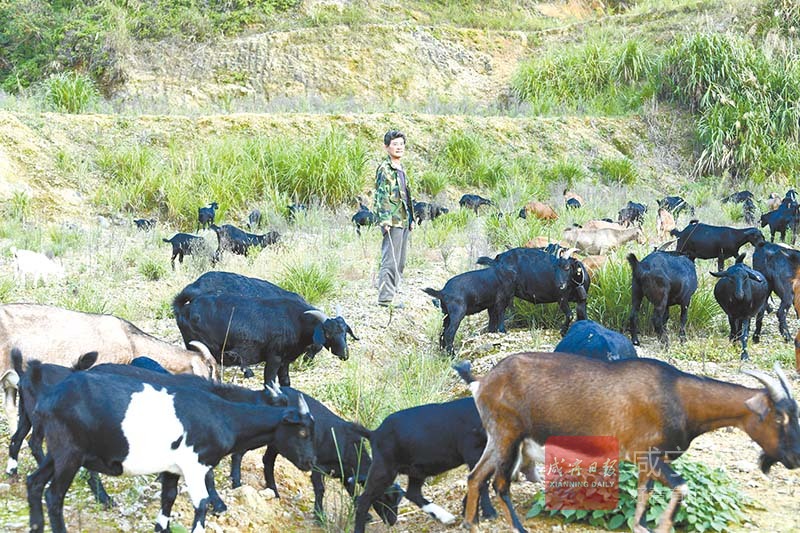 图文：山林经济促增收