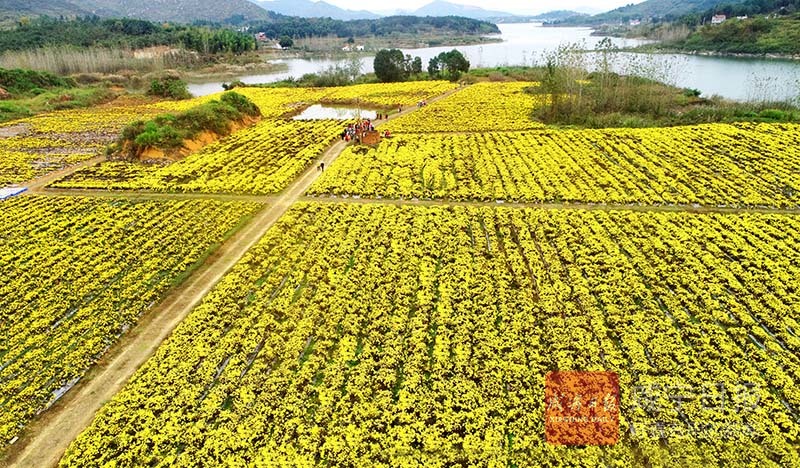 图文：金丝皇菊遍地开 铺就金色致富路