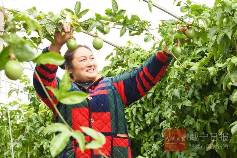 图文：多元化种植稳就业