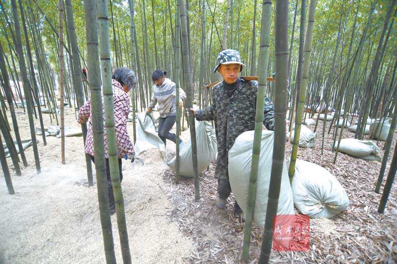 图文：雷竹覆盖早出笋