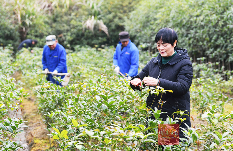 图文：咸安桂花镇年育桂花苗1.2亿株