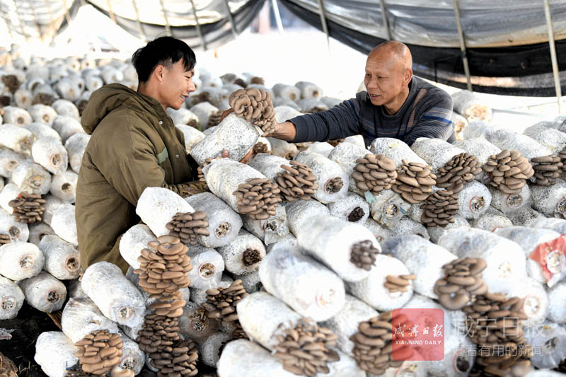 图文：嘉鱼蜀港村姜太山转行种平菇