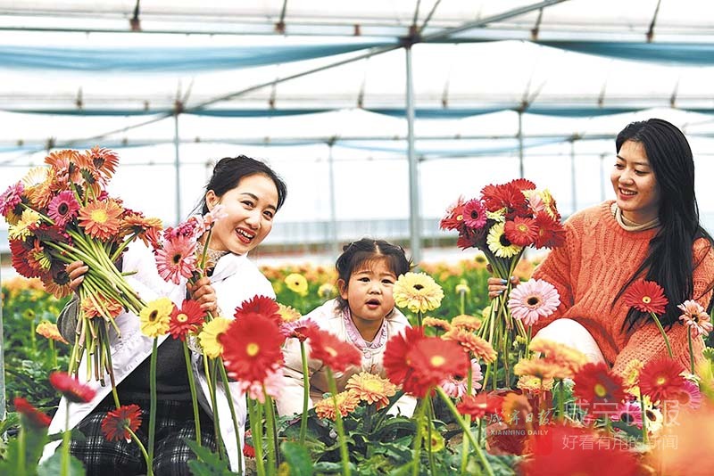 图文：多彩非洲菊 成为“致富花