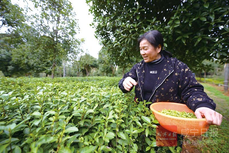 图文：桂花树下采春茶