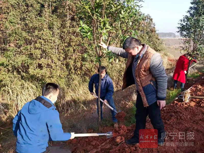 图文：义务植树绿化家园