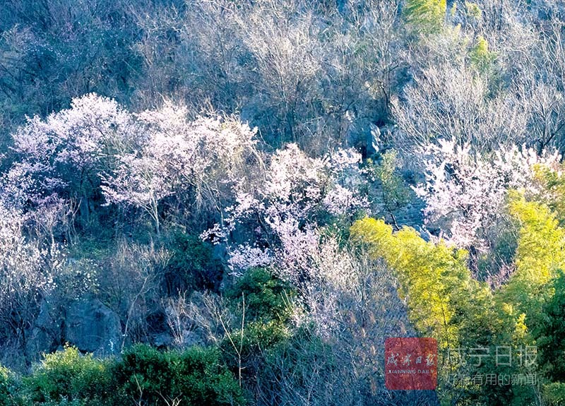 图文：葛仙山上樱花开