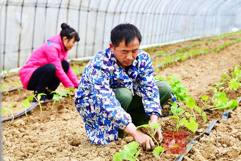 图文：大棚蔬菜移栽忙