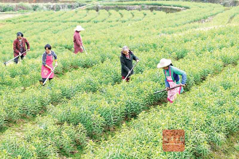 图文：规模种植食用百合