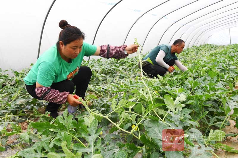 图文：西瓜连片种植