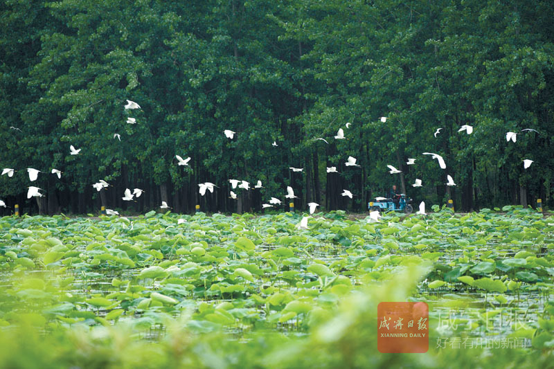 图文：水清岸绿白鹭飞