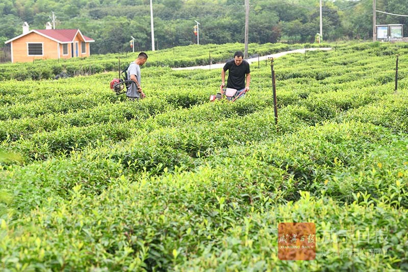 图文：生态好茶叶佳