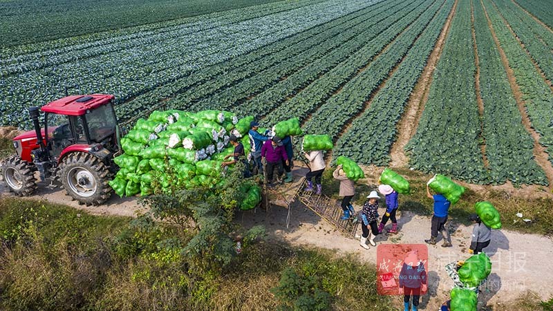 图文：蔬菜喜丰收