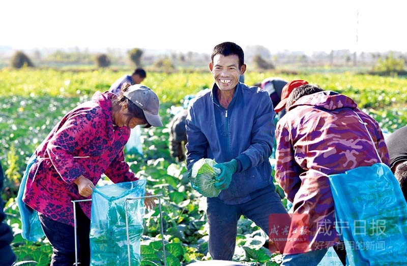 图文：嘉鱼县潘家湾镇甘蓝丰产菜农增收