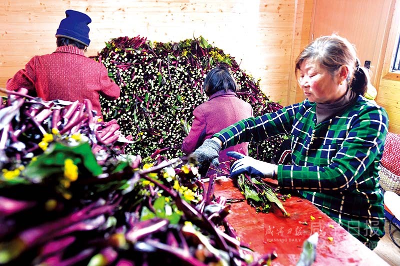 图文：崇阳菜薹 俏销江浙沪