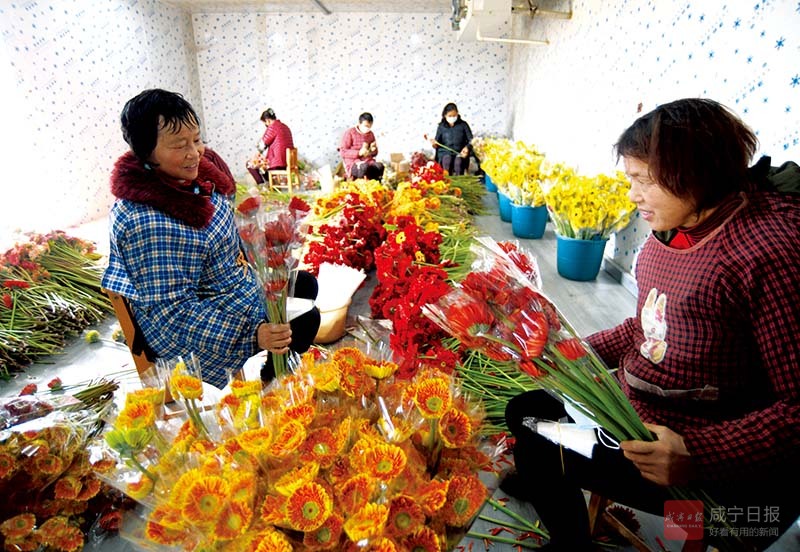 图文：非洲菊供不应求